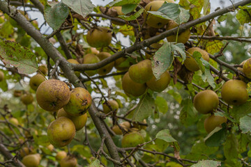 Branch of Reinnete apple cultivar with ripe fruits