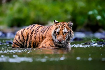 Zelfklevend Fotobehang The largest cat in the world, Siberian tiger, hunts in a creek amid a green forest. Top predator in a natural environment. Panthera Tigris Altaica. © Daniel Dunca