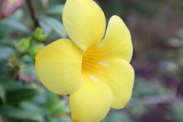 yellow flower, plis Pay Image