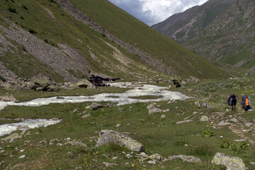 Tourists with backpacks are walking along the river bank. Alpine meadow surrounded by mountains. Cows graze in an alpine meadow near the river. Valley of the Dumala River. Caucasus, Russia.