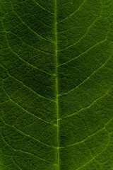 Green textured surface of a tree leaf with veins on it. Macro. Close-up.