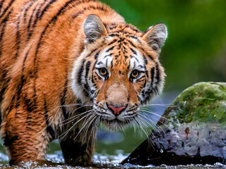 Close-up portrait of the largest cat in the world, Siberian tiger, Panthera Tigris altaica. Top predator in a natural environment.