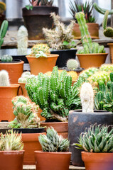 Collection of various cactus plants in different pots