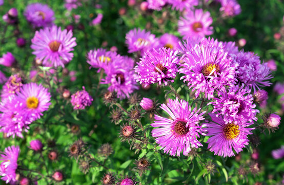 Purple English asters are perennial autumn flowers.