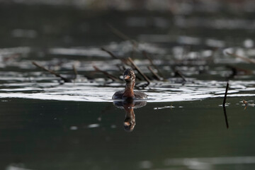 A little grebe swims on the lake's surface in a very contrasting backlight. Action photo of real wildlife. Little Grebe, Tachybaptus ruficollis 