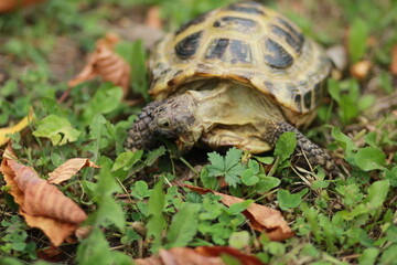 turtle eats grass in autumn
