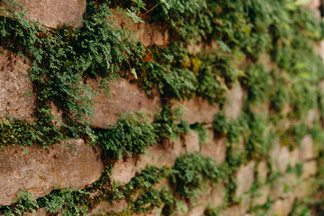 An old medieval stone wall, grass and moss on it. Wallpaper, natural background, copy space, soft focus.