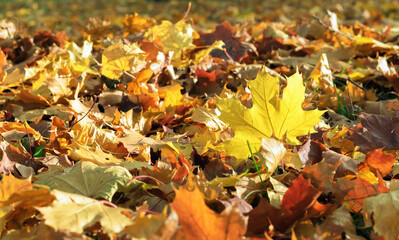 Maple leaves in sunlight. Yellow leaves in the autumn park.