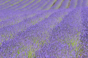 Naklejka premium ラベンダー