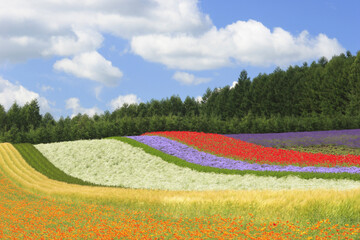 花畑と雲