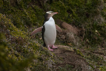 yellow eyed penguin (hoiho) in New Zealand.