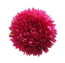 Beautiful pink aster isolated on white, top view.  Autumn flower