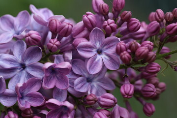 Close up of beautiful purple lilac blooms.