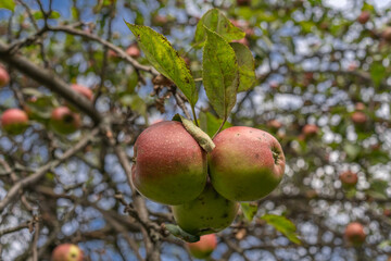 Bunch of ripe Kaiser Wilhelm Apples 