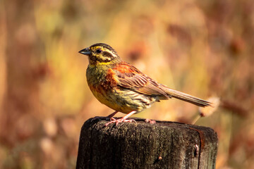 PAJARO