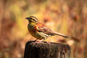 PAJARO