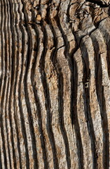 Deeply Worn Pattern on a Wood Slat
