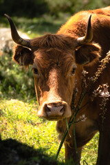 MIRADA VACA