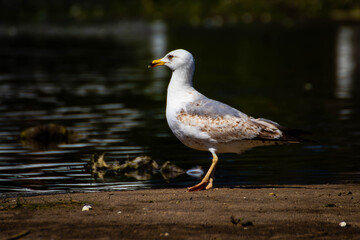 GAVIOTA