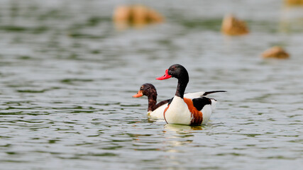 Common Sheldock, Tadorna tadorna