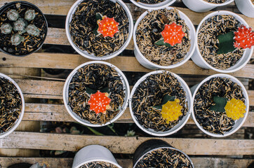 Collection of various cactus plants in different pots