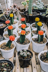 Collection of various cactus plants in different pots