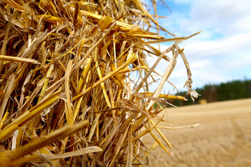 Close-up of the hay pack on the harvested late summer grain field near Slavonice, Czech Republic, bohemian region