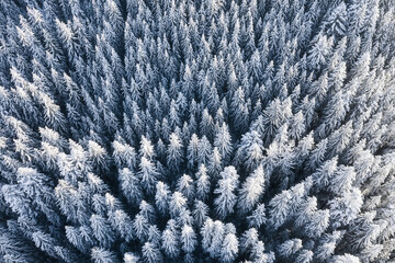 Aerial view on the forest at the winter time. Natural winter landscape from air. Forest under snow at the winter time. Landscape from drone