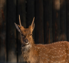 Deer sika with orange light in summer sunny morning