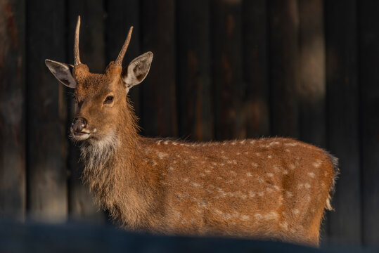 Deer sika with orange light in summer sunny morning