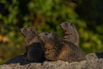 Marmot on stone in sunny nice summer morning