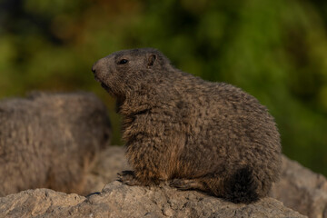 Marmot on stone in sunny nice summer morning