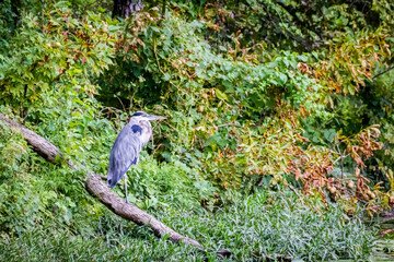 blue heron