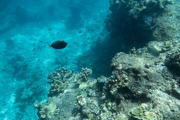 Fototapeta na wymiar Fish swimming on coral reef in tropical sea at andaman