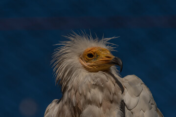 Vulture in cage with blue sky and yellow head in sunny summer morning