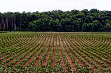 lines of earth