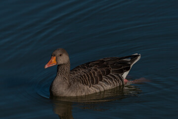 Duck on south Bohemia pond near Hluboka nad Vltavou town