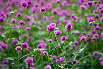 Clover field