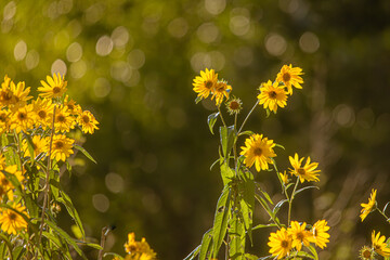 Yellow Bokeh