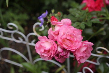 Beautiful pink bush roses in a German park