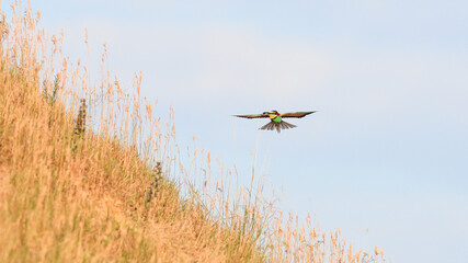 Action photo. Bee-eater flying in a dynamic pose. Flying jewel. European Bee-eater, Merops apiaster