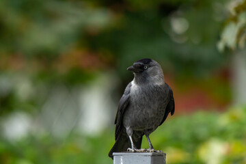 The Guardian