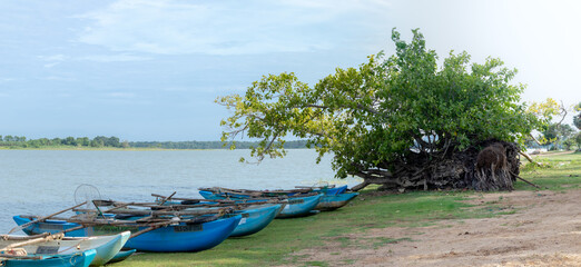 Naklejka na ściany i meble Traditional Sri Lankan Oruwa fishing boats lined in lakeshore panorama