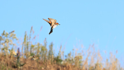 Action photo. Bee-eater flying in a dynamic pose. Flying jewel. European Bee-eater, Merops apiaster