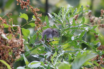 mouse in bush