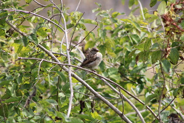 bird on twig
