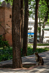 A park in the Ganja city of Azerbaijan