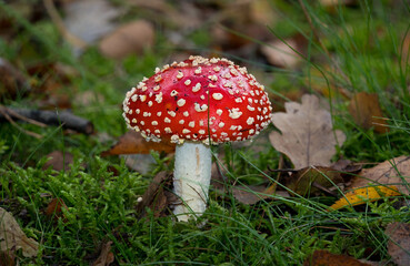 Beautiful white-spotted red mushroom, a Fly agaric