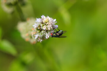 Close-up portrait of Common green bottle fly on mint blossom. Lucilia sericata.