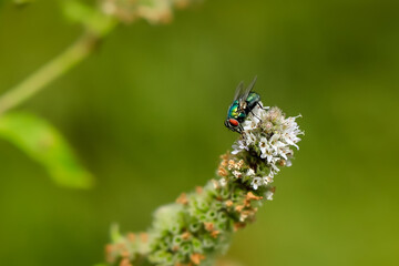 Close-up portrait of Common green bottle fly on mint blossom. Lucilia sericata.